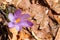 Crocuses spring flowers