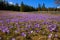 Crocuses in the spring on a mountain meadow