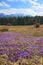 Crocuses in the spring, on a mountain meadow in the Tatra Mountains, Poland