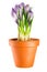 Crocuses in terracotta flower pot