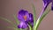 Crocuses. Time lapse of bright blue or violet lilac crocuses or saffron flower blooming on pink  background. Holiday bouquet