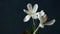 Crocuses. Time lapse of bright white crocuses or saffron flower blooming on dark classic blue background. Holiday bouquet.