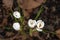 Crocuses timidly opening their petals on a cloudy spring day. day.