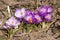 Crocuses under sunlight