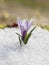 Crocuses white blossom on a spring sunny day in the open air.