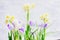 Crocuses and yellow narcissuses flowers on light background with, side view