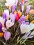 Crocusses in spring,Crocusses in spring in munich bavaria, early spring, easter bouquet