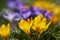 Crocusses in spring in munich bavaria