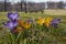 Crocusses in spring in munich bavaria