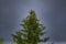 Crohn big spruce with cones on a background of cloudy sky