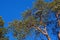 Crohn pine on a background of blue sky