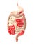 Crohn`s disease, a type of inflammatory bowel disease IBD, abdominal pain, medically illustration