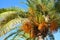 Crohn\'s palms with fruits brightly illuminated by the sun