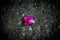Croissant bright pink rose leaf stands out on the dark and lifeless asphalt.