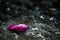 Croissant bright pink rose leaf stands out on the dark and lifeless asphalt.