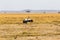 Crone crane bird dances in the savannah. Amboseli, Kenya