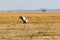 Crone crane. Dance in the savannah. Amboseli, Kenya