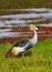 Crone crane on green shore. SweetWater, Africa