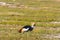 Crone crane on shore. Amboseli, Kenya