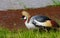 Crone crane on shore. SweetWater, Africa