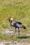 Crone crane on shore. Tanzania, Africa