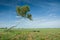 Crooked birch on a green meadow