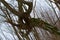 Crooked branches of old tree, curved tree trunk