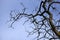 Crooked branches of the witch acacia against the blue sky