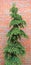 Crooked Fir Conifer Spruce Pine Tree with Red Brick Background