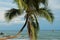 Crooked Palm tree Ocean Scene