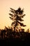 Crooked pine tree against an orange/red sky