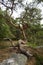 Crooked pine tree growing on a rock