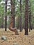 Crooked Ponderosa Pines in Coconino National Forest