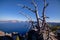 Crooked remains of a dead tree on a shore of Crater Lake