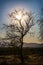 Crooked tree against a mountainous background