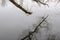 Crooked tree branches in moss and lichens and their reflection in the still water