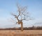 Crooked tree growing in an open field