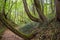 Crooked trees growing on the slope of a forest ravine