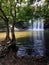 Crooked trees on the riverbank and scenic waterfall in the background, Costa Rica