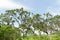 Crooked trees in Serra da Canastra Brazil