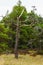 Crooked trunks of pine trees in the forest. Unusual coniferous trees in the dunes