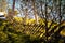 Crooked wooden fence in autumn sunlight