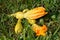 Crookneck squash with bloom attached