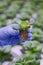 Crop agronomist showing lettuce seedling