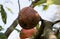 Crop of apples ruined by diseases of fruit trees.  Apple is affected by fungus and mold. Disease scab, a lousy rotten Apple.