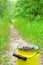 Crop of bilberries and wild strawberries on the forest path