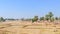 Crop burning in Madhya Pradesh on a scorching hot April afternoon. Dry land depicting a drought. A typical natural landscape