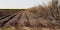 A Crop Of Burnt Sugar Cane Ready For Harvest