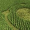 Crop Circle