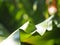 Crop closeup on large green leaves of tropical plants, large bird`s nest fern leaves